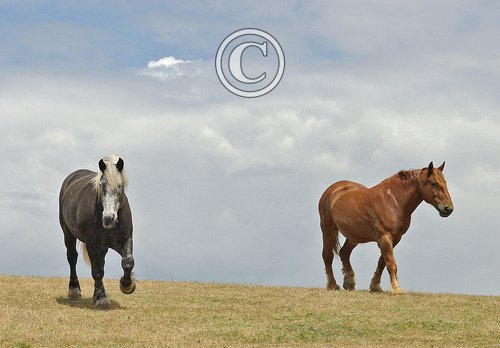 Perceron and Suffolk Punch Heavy Horses DM1189